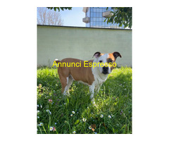 In regalo CAGNOLINA METICCIA