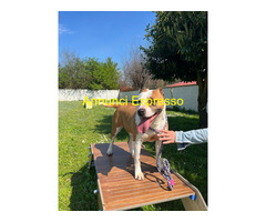 In regalo CAGNOLINA METICCIA