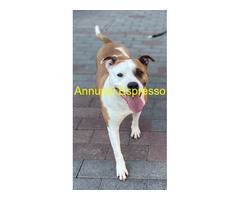 In regalo CAGNOLINA METICCIA