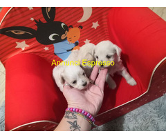 Maltipoo cuccioli