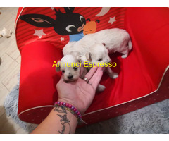 Maltipoo cuccioli