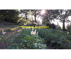  Vendita Terreno 6000 mq 