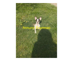 Chihuahua mini toy maschietto