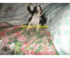 Chihuahua mini toy maschietto