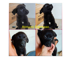 In regalo UNA MAMMA PER MIRTILLA