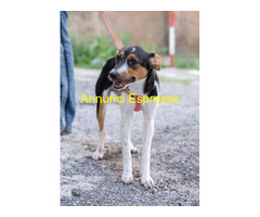 In regalo GEA CUCCIOLA MIX JACK RUSSEL