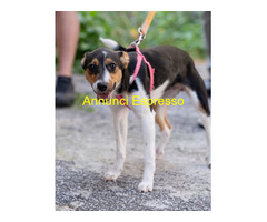 In regalo GEA CUCCIOLA MIX JACK RUSSEL