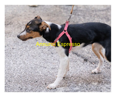 In regalo GEA CUCCIOLA MIX JACK RUSSEL