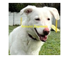 In regalo CAGNOLINA METICCIA