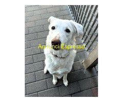 In regalo CAGNOLINA METICCIA