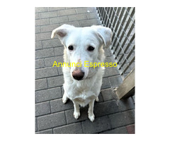 In regalo CAGNOLINA METICCIA