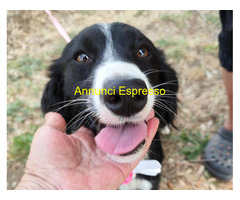 In regalo LUNA 2 anni mix Border Collie