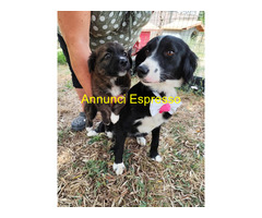 In regalo LUNA 2 anni mix Border Collie