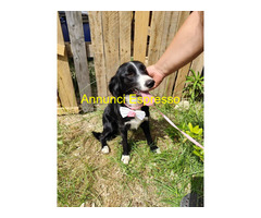 In regalo LUNA 2 anni mix Border Collie