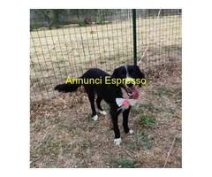 In regalo LUNA 2 anni mix Border Collie