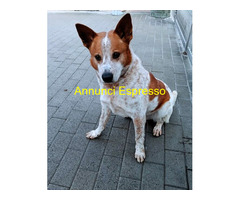 In regalo CANE METICCIO