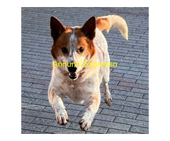 In regalo CANE METICCIO