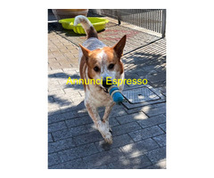 In regalo CANE METICCIO