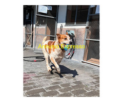 In regalo CANE METICCIO