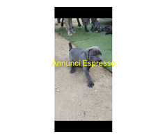 Cuccioli Cane Corso
