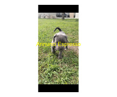 Cuccioli Cane Corso