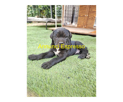 Cuccioli Cane Corso