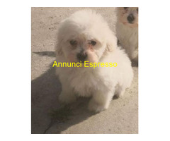 Maltipoo nano e micro toy