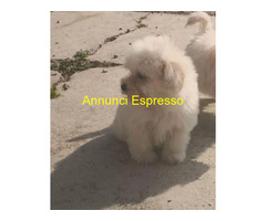 Maltipoo nano e micro toy