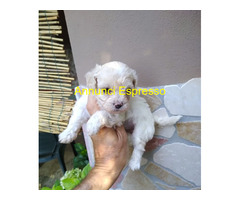 Maltipoo nano e micro toy