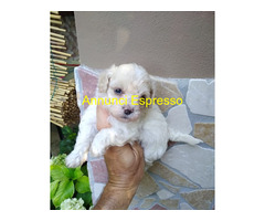 Maltipoo nano e micro toy