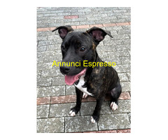 In regalo CANE METICCIO