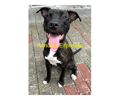 In regalo CANE METICCIO