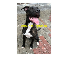 In regalo CANE METICCIO