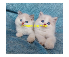 Gattini razza Ragdoll