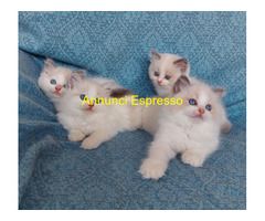 Gattini razza Ragdoll