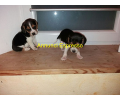 Beagle tricolore cuccioli