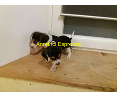 Beagle tricolore cuccioli