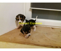 Beagle tricolore cuccioli