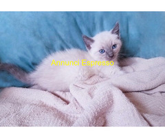 Siamese Tradizionale gattina