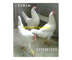 Galline livornesi in purezza