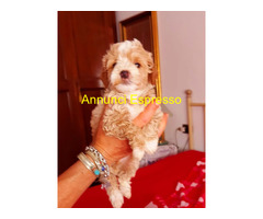 Maltipoo
