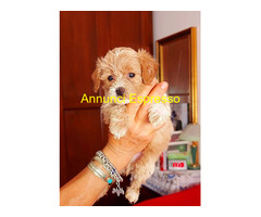 Maltipoo