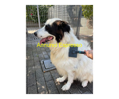 In regalo CANE METICCIO