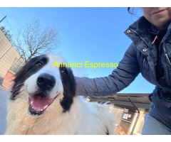 In regalo CANE METICCIO