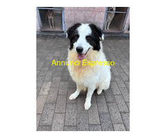 In regalo CANE METICCIO