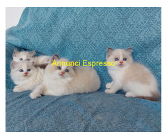 Gattini razza Ragdoll