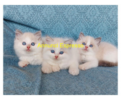 Gattini razza Ragdoll