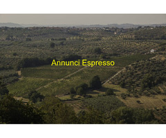 Uva da vino