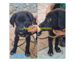 In regalo UNA MAMMA PER PEPE