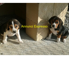 Beagle tricolore cuccioli
